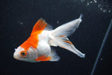 Ryukin Longtail Red White 4.5 Inch (ID#1001Ry7b-11) Free2Day SHIPPING