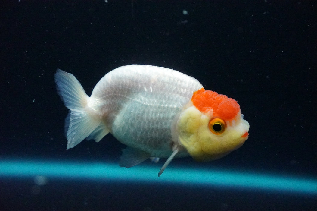 Juvenile Lionchu  Red White 3 Inch (ID#1202R11a-3) Free2Day SHIPPING