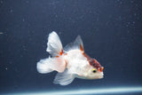 Baby Thai Oranda  Tricolor 3 Inch (ID#1022ToPTA-47) Free2Day SHIPPING