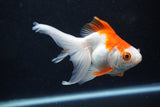 Ryukin Longtail Red White 4.5 Inch (ID#1001Ry7b-11) Free2Day SHIPPING