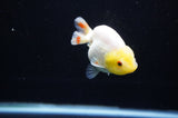 Juvenile Ranchu  Lemon Head White 3 Inch (ID#318R9b-57) Free2Day SHIPPING