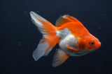 Ryukin Long Tail Red White 5 Inch (ID#0107Ry7b-4) Free2Day SHIPPING