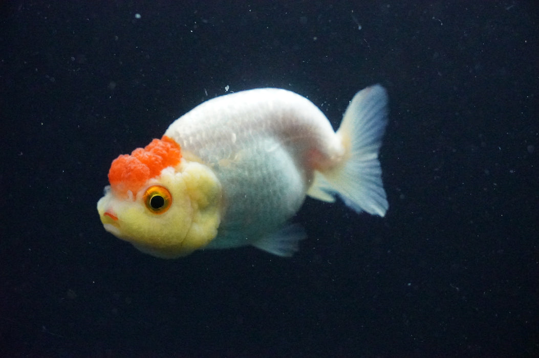 Juvenile Lionchu  Red White 3 Inch (ID#1202R11a-3) Free2Day SHIPPING