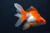 Ryukin Long Tail Red White 5 Inch (ID#0107Ry7b-4) Free2Day SHIPPING