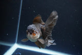 Juvenile Thai Oranda  Panda 4 Inch (ID#1115To13b-74) Free2Day SHIPPING