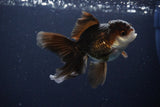 Juvenile Thai Oranda  Panda 4 Inch (ID#1115To13b-74) Free2Day SHIPPING