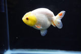 Juvenile Ranchu  Lemon Head White 3 Inch (ID#318R9b-57) Free2Day SHIPPING