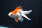 Ryukin Longtail Red White 4.5 Inch (ID#1001Ry7b-11) Free2Day SHIPPING