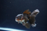 Juvenile Thai Oranda  Panda 4 Inch (ID#1115To13b-74) Free2Day SHIPPING