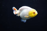 Juvenile Ranchu  Lemon Head White 3 Inch (ID#318R9b-57) Free2Day SHIPPING