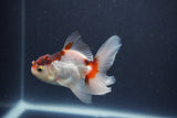 Baby Thai Oranda  Tricolor 3 Inch (ID#1022ToPTA-47) Free2Day SHIPPING