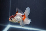 Baby Thai Oranda  Tricolor 3 Inch (ID#1022ToPTA-47) Free2Day SHIPPING