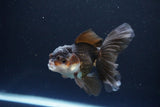 Juvenile Thai Oranda  Panda 4 Inch (ID#1115To13b-74) Free2Day SHIPPING