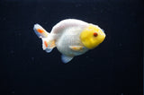 Juvenile Ranchu  Lemon Head White 3 Inch (ID#318R9b-57) Free2Day SHIPPING
