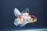 Baby Thai Oranda  Tricolor 3 Inch (ID#1022ToPTA-47) Free2Day SHIPPING