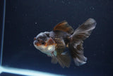 Juvenile Thai Oranda  Panda 4 Inch (ID#1115To13b-74) Free2Day SHIPPING