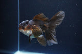 Juvenile Thai Oranda  Panda 4 Inch (ID#1115To13b-74) Free2Day SHIPPING