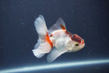 Baby Thai Oranda  Tricolor 3 Inch (ID#1022ToPTA-47) Free2Day SHIPPING