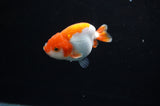 Juvenile Ranchu  Red White 3 Inch (ID#318R9b-58) Free2Day SHIPPING