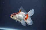 Baby Thai Oranda  Tricolor 3 Inch (ID#1022ToPTA-47) Free2Day SHIPPING