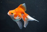 Ryukin Longtail Red White 4.5 Inch (ID#1001Ry7b-12) Free2Day SHIPPING