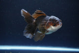 Juvenile Thai Oranda  Panda 4 Inch (ID#1115To13b-74) Free2Day SHIPPING