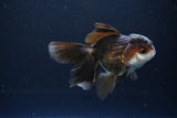 Juvenile Thai Oranda  Panda 4 Inch (ID#1115To13b-74) Free2Day SHIPPING