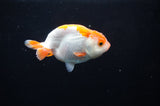 Juvenile Ranchu  Red White 3 Inch (ID#318R9b-58) Free2Day SHIPPING