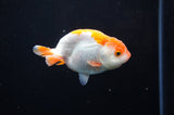 Juvenile Ranchu  Red White 3 Inch (ID#318R9b-58) Free2Day SHIPPING