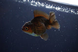 Juvenile Thai Oranda  Red Black 3 Inch (ID#1115To13b-75) Free2Day SHIPPING