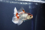 Baby Thai Oranda  Tricolor 3 Inch (ID#1022ToPTA-47) Free2Day SHIPPING