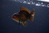 Juvenile Thai Oranda  Red Black 3 Inch (ID#1115To13b-75) Free2Day SHIPPING