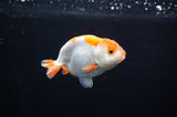Juvenile Ranchu  Red White 3 Inch (ID#318R9b-58) Free2Day SHIPPING