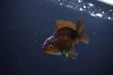 Juvenile Thai Oranda  Red Black 3 Inch (ID#1115To13b-75) Free2Day SHIPPING