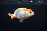 Juvenile Ranchu  Red White 3 Inch (ID#318R9b-58) Free2Day SHIPPING