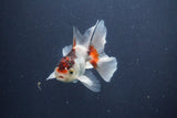 Baby Thai Oranda  Tricolor 3 Inch (ID#1022ToPTA-47) Free2Day SHIPPING