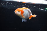 Juvenile Ranchu  Red White 3 Inch (ID#318R9b-58) Free2Day SHIPPING
