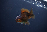 Juvenile Thai Oranda  Red Black 3 Inch (ID#1115To13b-75) Free2Day SHIPPING