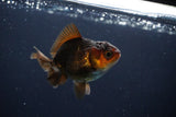 Juvenile Thai Oranda  Red Black 3 Inch (ID#1115To13b-75) Free2Day SHIPPING