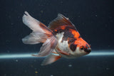 Ryukin Long Tail Tricolor 5 Inch (ID#0107Ry7b-6) Free2Day SHIPPING