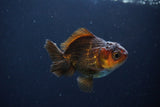 Juvenile Thai Oranda  Red Black 3 Inch (ID#1115To13b-75) Free2Day SHIPPING