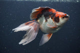 Ryukin Long Tail Tricolor 5 Inch (ID#0107Ry7b-6) Free2Day SHIPPING