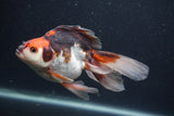 Ryukin Long Tail Tricolor 5 Inch (ID#0107Ry7b-6) Free2Day SHIPPING