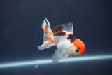 Baby Thai Oranda  Tricolor 3.5 Inch (ID#1022ToPTA-48) Free2Day SHIPPING