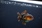 Juvenile Thai Oranda  Red Black 3 Inch (ID#1115To13b-75) Free2Day SHIPPING