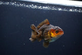 Juvenile Thai Oranda  Red Black 3 Inch (ID#1115To13b-75) Free2Day SHIPPING