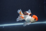 Baby Thai Oranda  Tricolor 3.5 Inch (ID#1022ToPTA-48) Free2Day SHIPPING