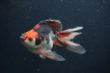 Ryukin Long Tail Tricolor 5 Inch (ID#0107Ry7b-6) Free2Day SHIPPING