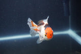 Baby Thai Oranda  Tricolor 3.5 Inch (ID#1022ToPTA-48) Free2Day SHIPPING