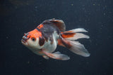 Ryukin Long Tail Tricolor 5 Inch (ID#0107Ry7b-6) Free2Day SHIPPING